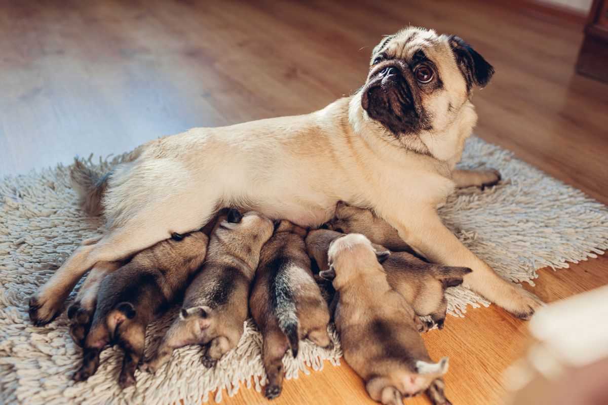 Zitzen beim Hund - Indikator für das Geschlecht