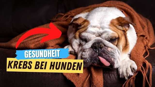 Warum haben Hunde Zitzen?