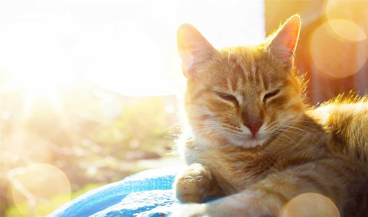 Wie warm brauchen Katzen es: Die optimale Temperatur für Ihre Katze