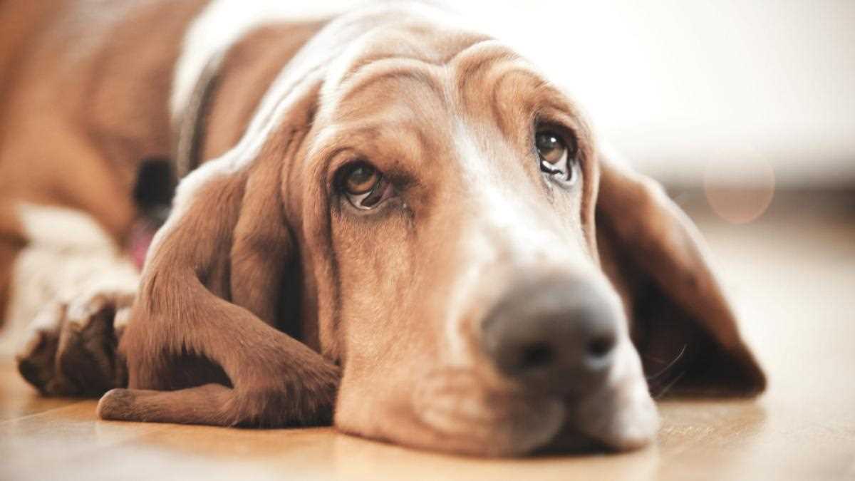 Warum weinen Hunde? Die Bedeutung von Tränen bei Hunden erklärt