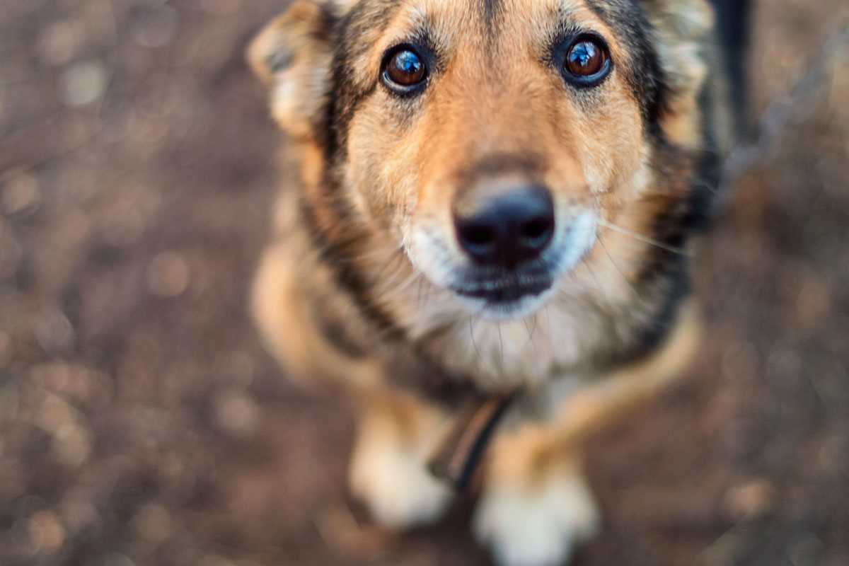 Tipps zur Pflege der Augen und Tränenkanäle bei Hunden