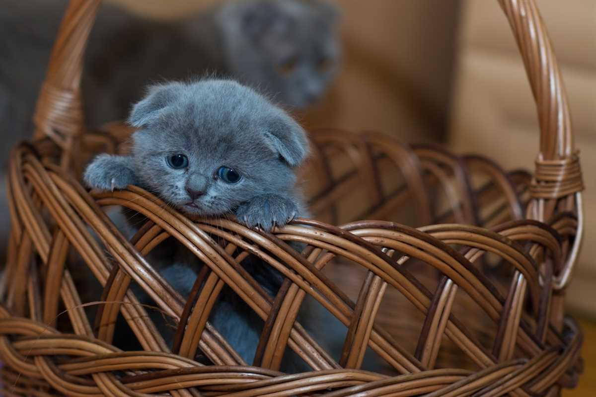 Warum weinen Katzen und wie man ihnen helfen kann