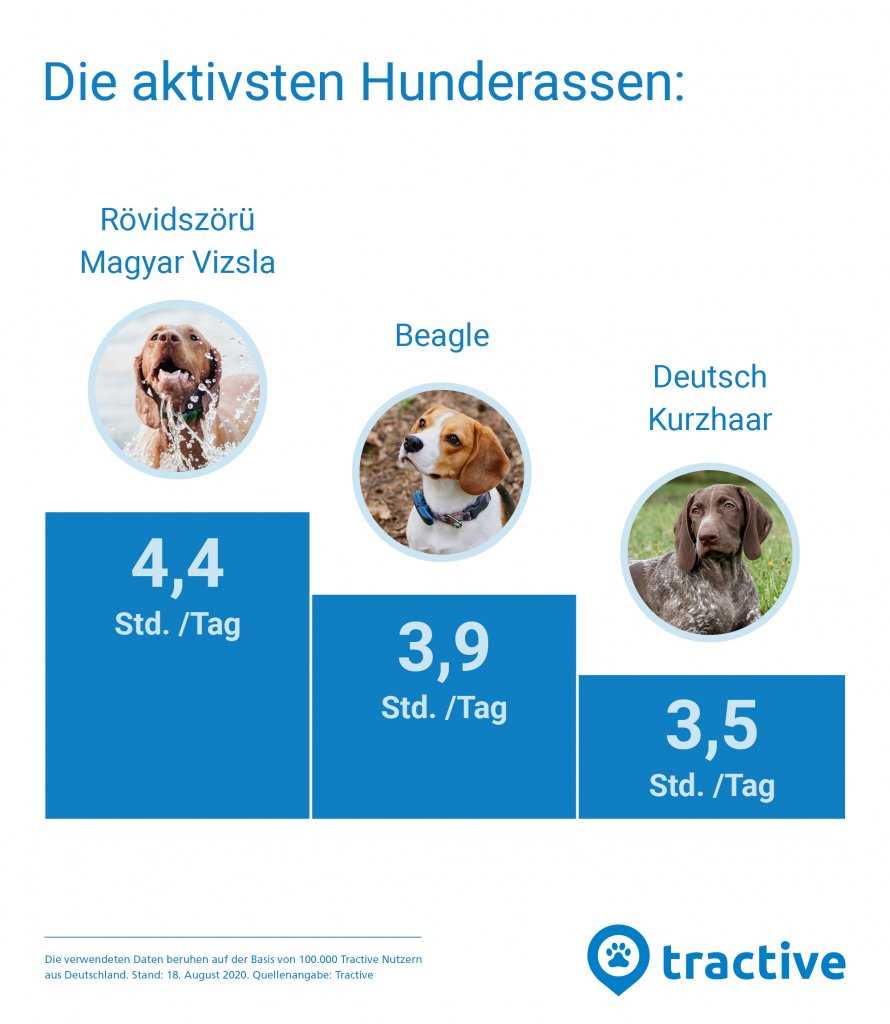 Tipps für die richtige Bewegung des Hundes