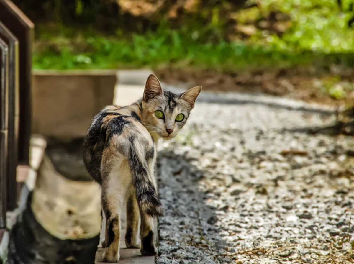 Wie weit entfernen sich Katzen vom Haus? Alles, was Sie wissen müssen