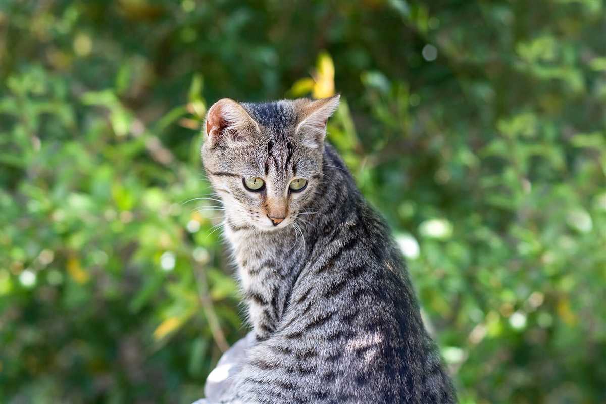 Wie sich Katzen in unbekanntem Terrain zurechtfinden