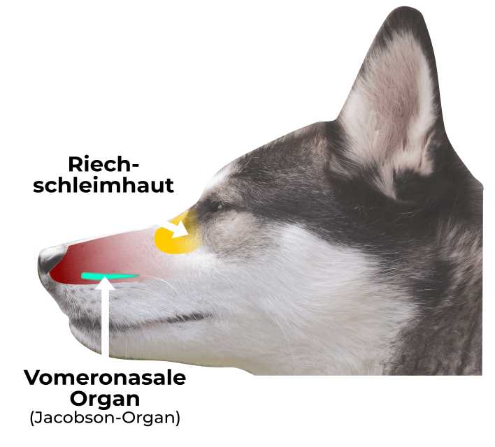 Die Verarbeitung von Düften im Gehirn