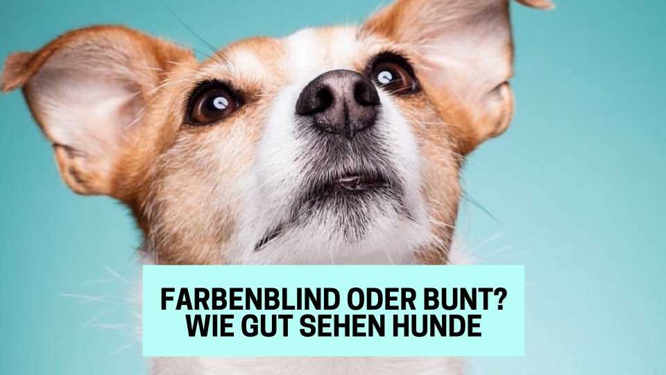 Wie weit kann ein Hund sehen? Die Sehkraft von Hunden im Vergleich zum Menschen