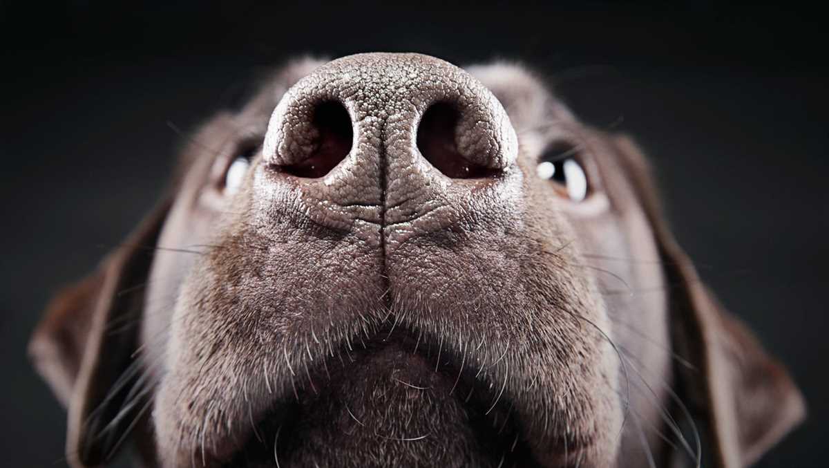 Hunde als Spürhunde