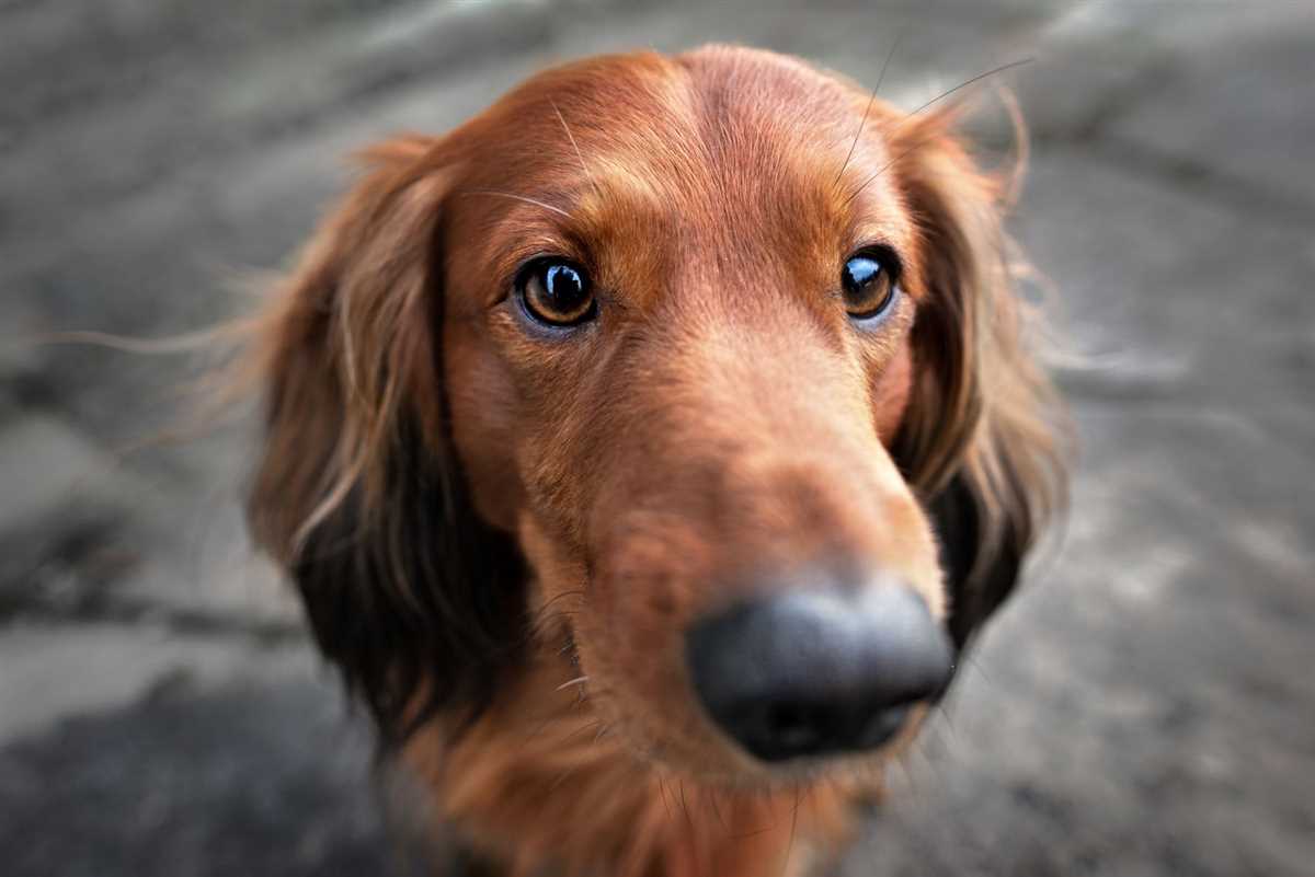 Wie funktioniert die Wahrnehmung von Farben bei Hunden?