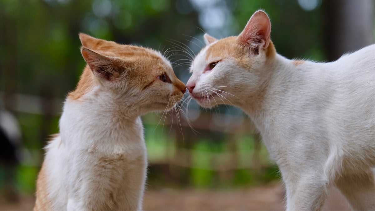 1. Warum haben Katzen einen so guten Geruchssinn?