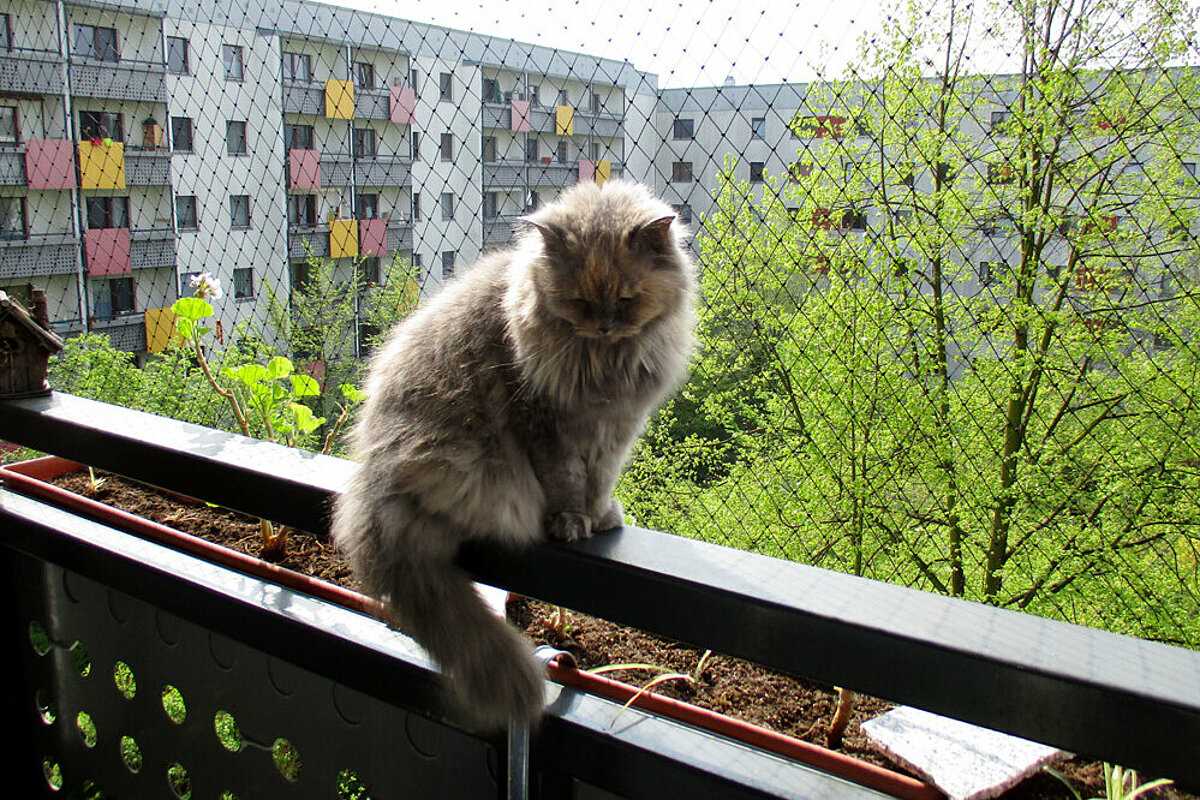 Katzen und ihre Sprungkraft