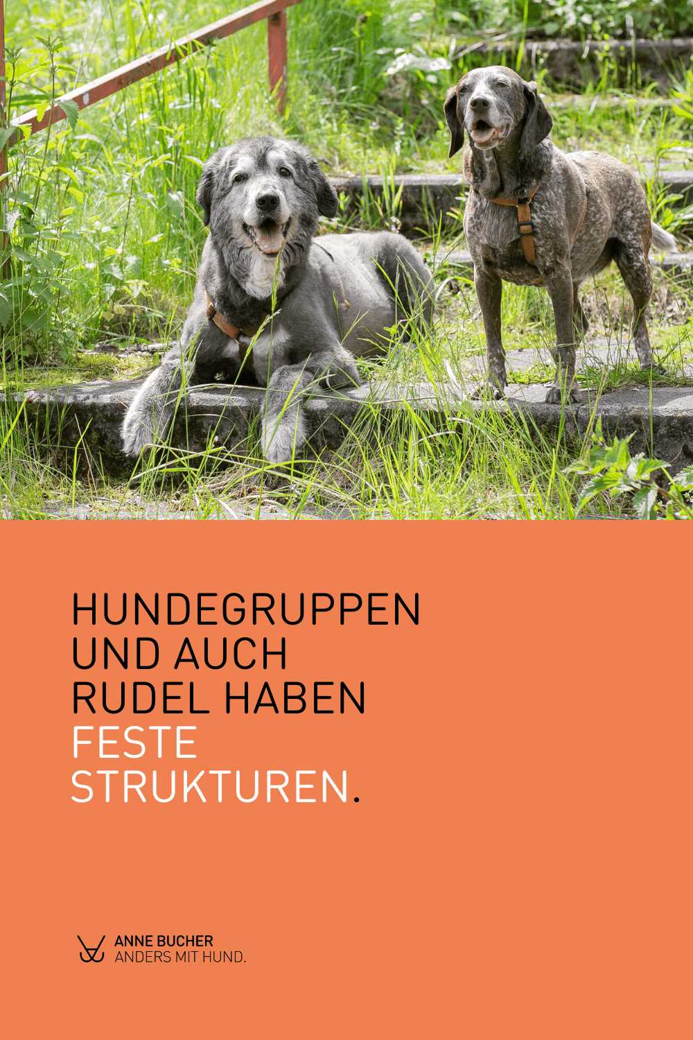 Wie werde ich Rudelführer beim Hund? Tipps und Anleitung