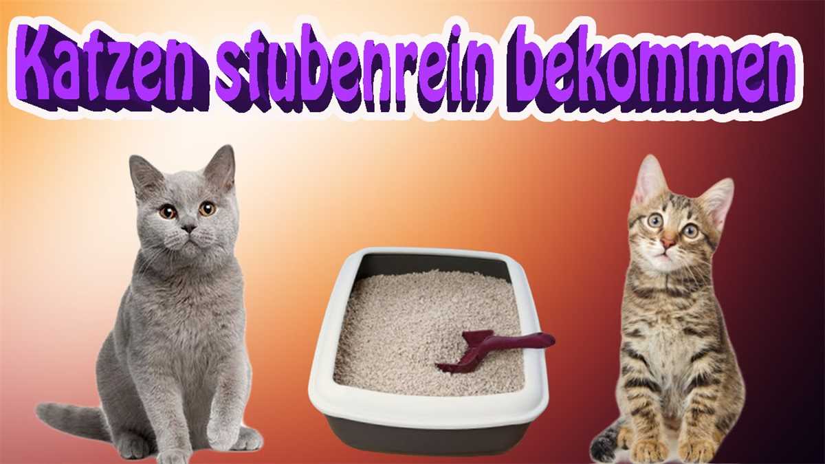 3. Mehrere Katzenklos verwenden