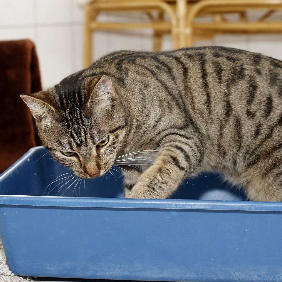 2. Katzenklo-Position