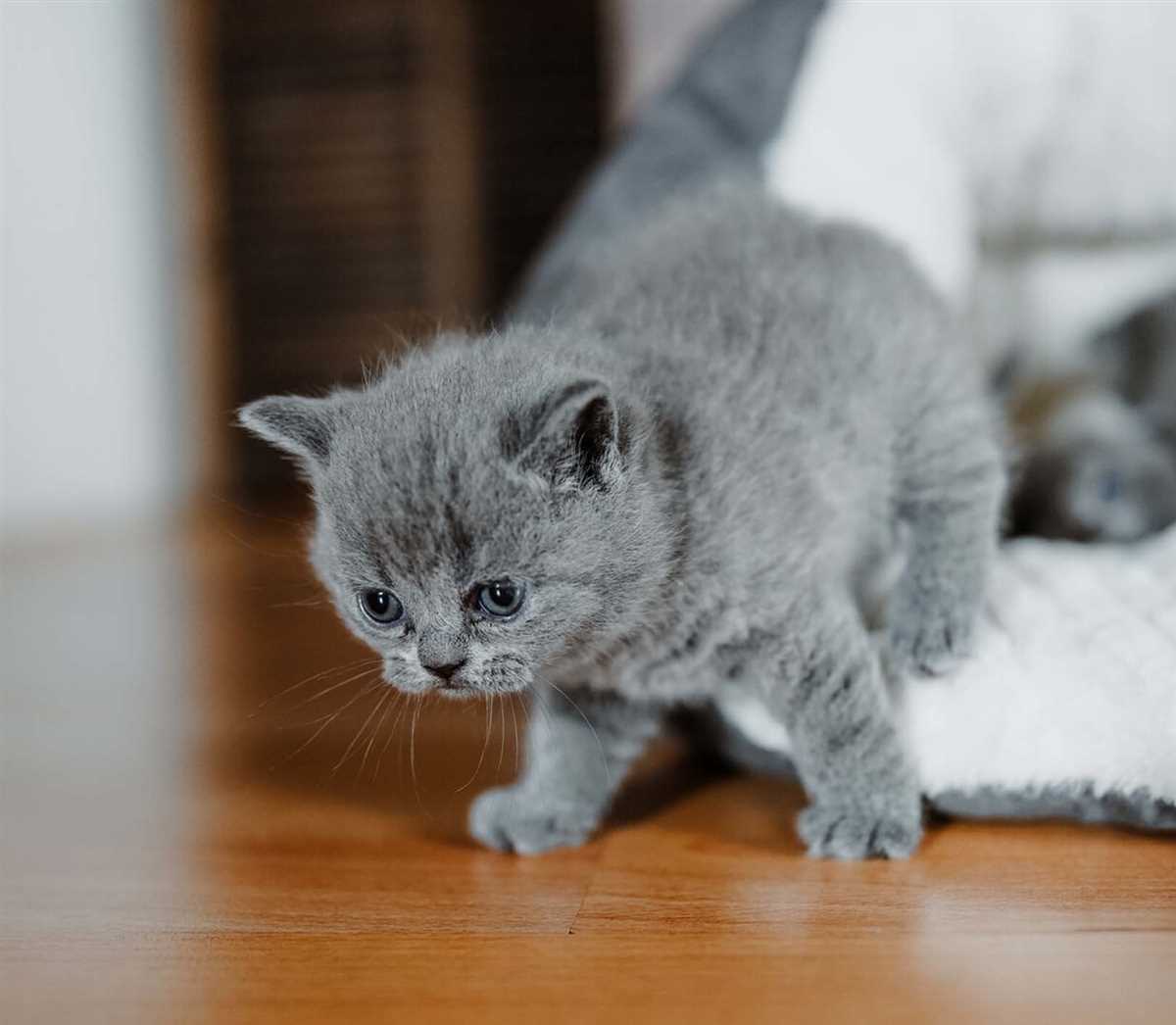 1. Wählen Sie die richtige Katzenstreu