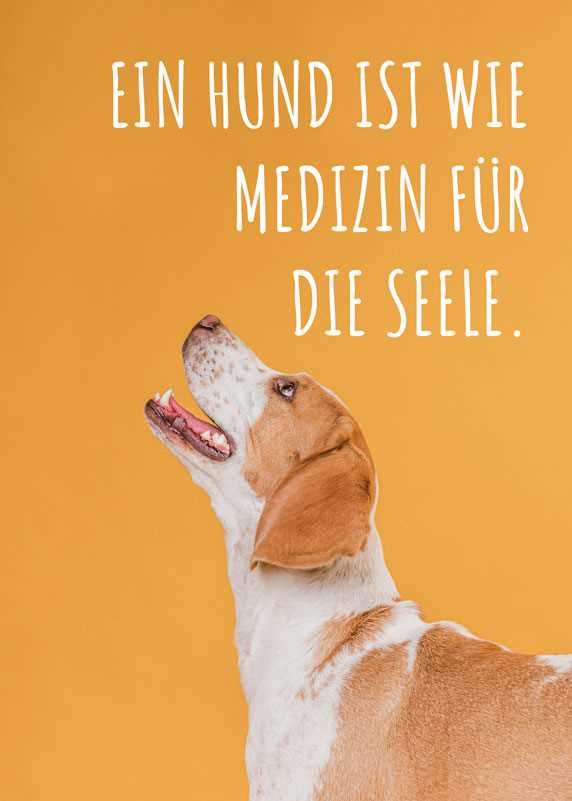 Wie zeigen Hunde Dankbarkeit? 10 Anzeichen, dass dein Hund dankbar ist