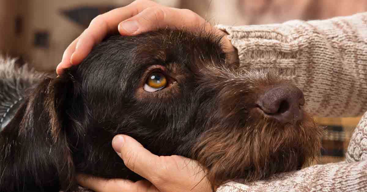 Mit liebevollen Worten den Hund verwöhnen