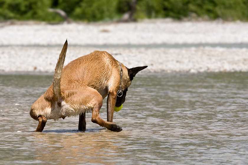 Wie zeigt sich eine Blasenentzündung beim Hund? Symptome und Behandlung