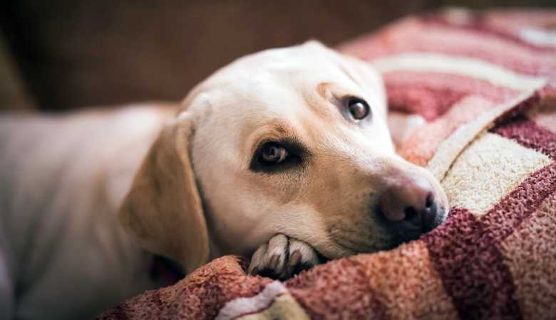 Ursachen einer Blasenentzündung beim Hund