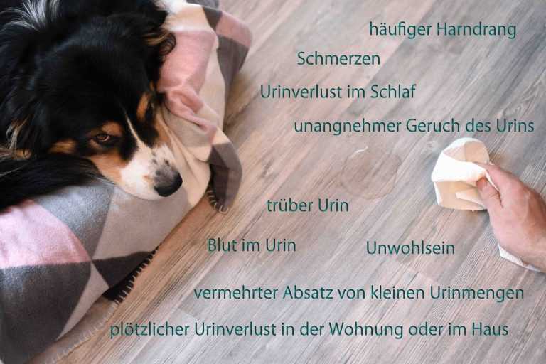 Symptome einer Blasenentzündung beim Hund