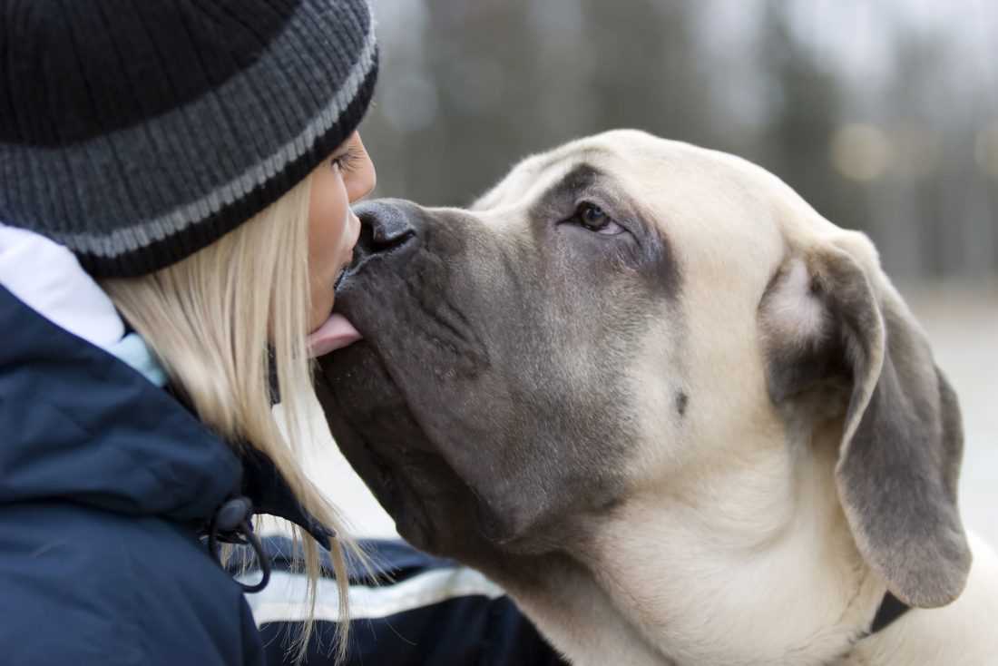 Warum leckt mein Hund mich ab?