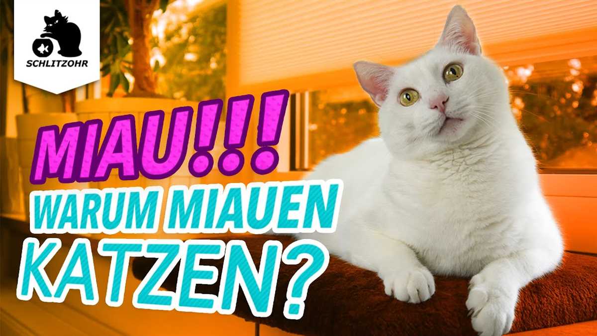 Warum miaut meine Katze ständig? | Expertenrat zur Kommunikation mit Ihrem Haustier