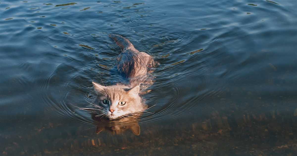 Wasserquellen, die Katzen bevorzugen könnten: