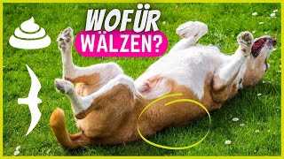 Warum suchen Hunde nach Kot?