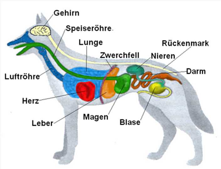 Behandlung von Herzerkrankungen beim Hund