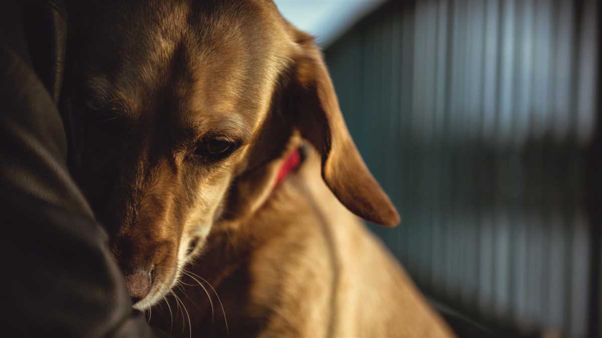 Die Funktion des Hundeherzens