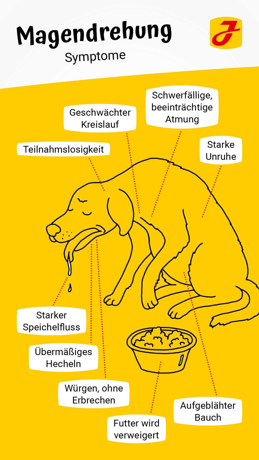 Wo ist der Bauch beim Hund? Eine einfache Anleitung zur Lokalisierung des Hundebauchs