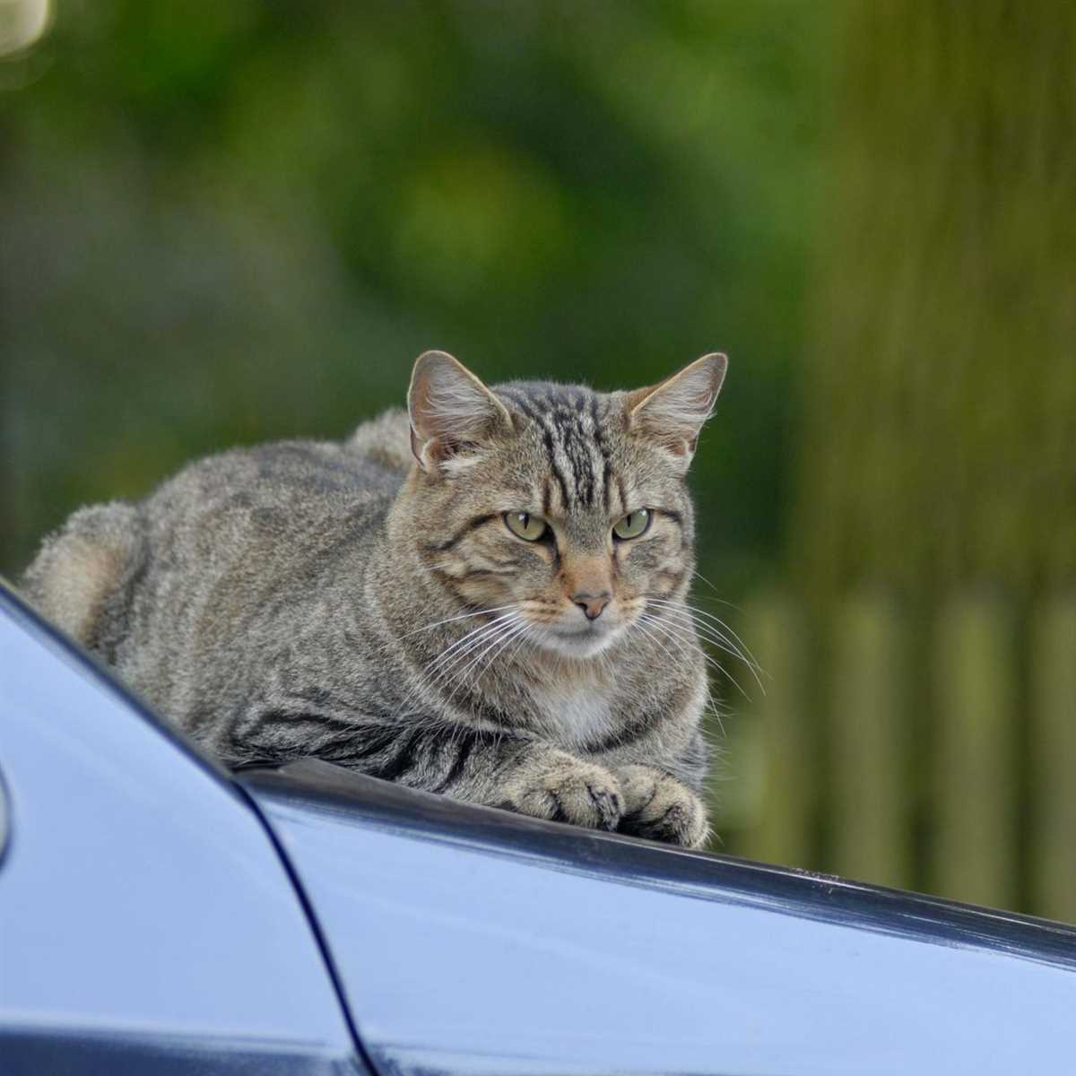 Vorteile der Abgabe im Tierheim: