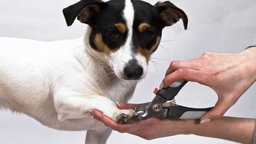 Tierarzt oder Hundefriseur