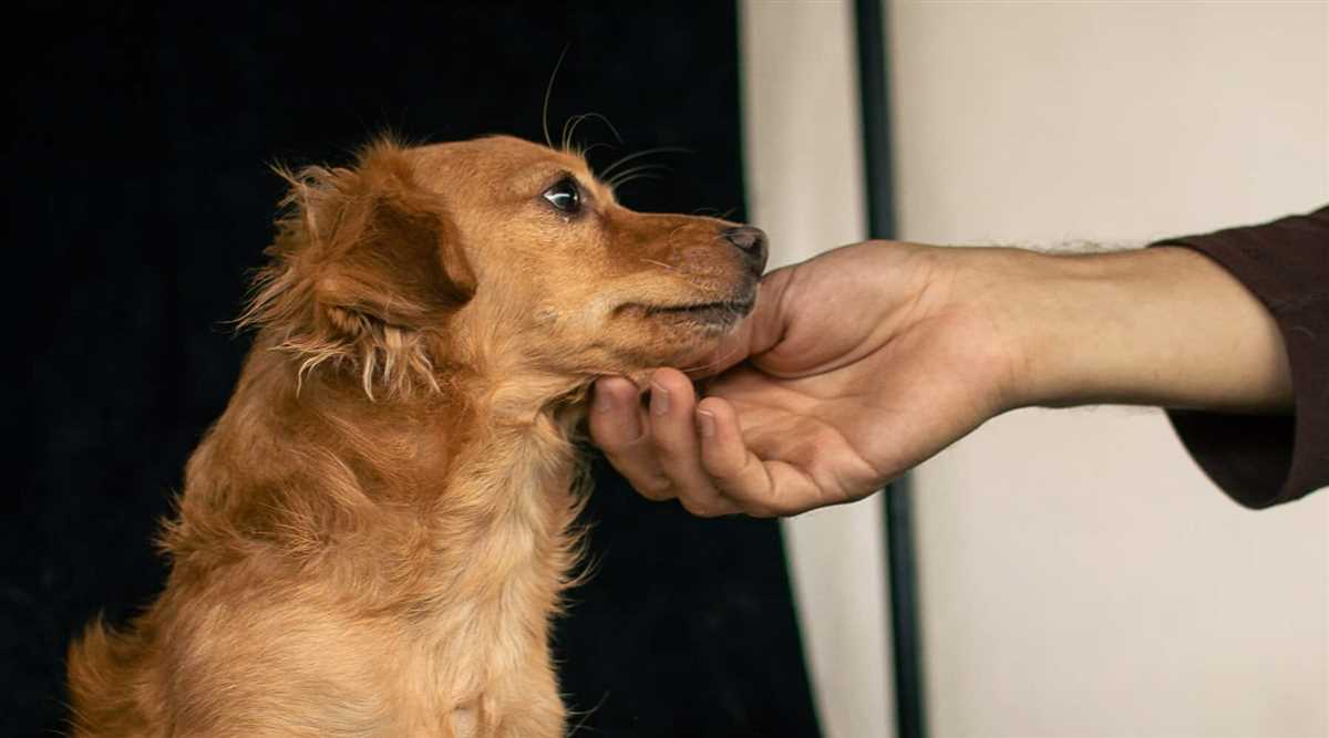 Wo kann man Hunde abgeben? Ratschläge und Informationen