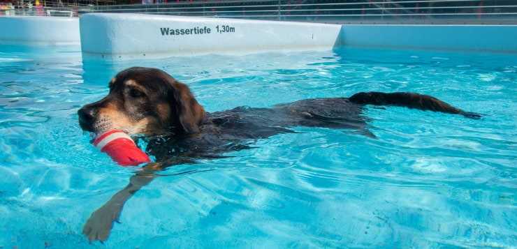 wo kann man mit hund schwimmen gehen