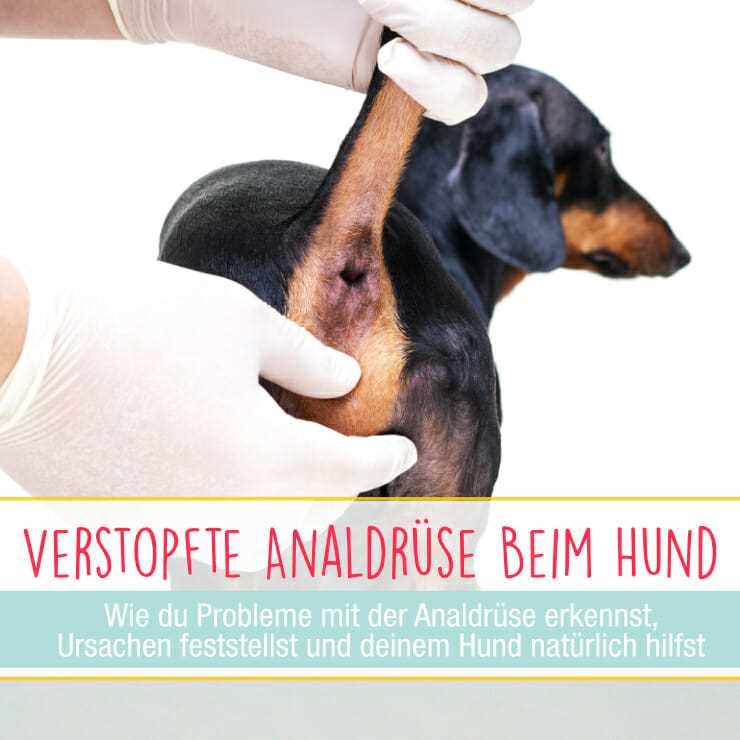 Ursachen für Probleme mit den Analdrüsen