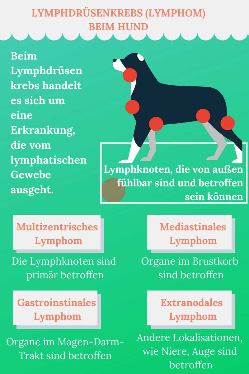 Mesenteriale Lymphknoten