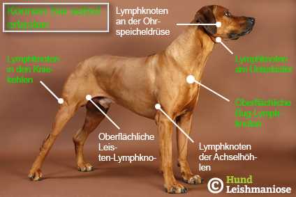 Wo sind die Lymphknoten beim Hund? Informationen und Tipps