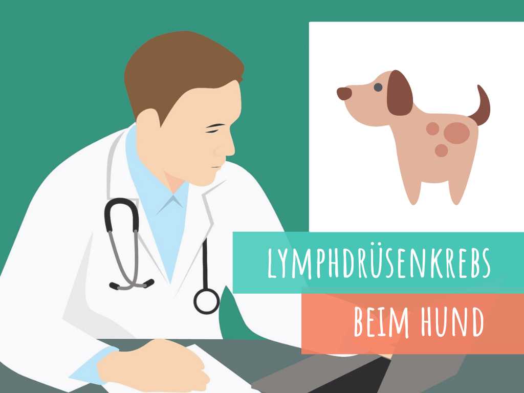 Warum ist es wichtig, die Position der Lymphknoten beim Hund zu kennen?