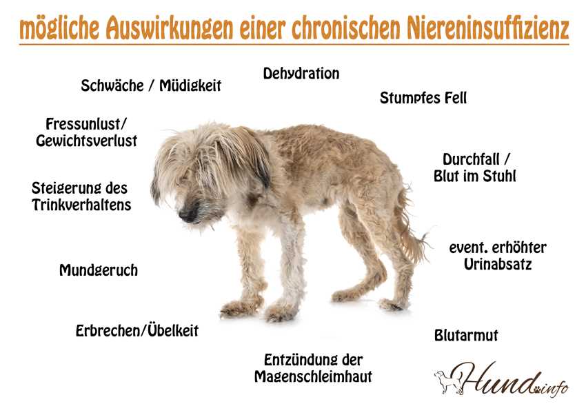 Wo sind die Nieren beim Hund? Eine Anleitung zur Lokalisierung der Nieren bei Hunden