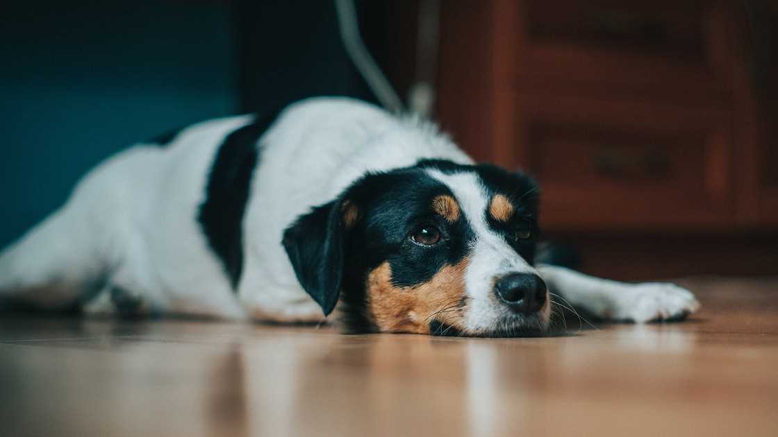 Reaktionen von Hunden auf Kitzeln