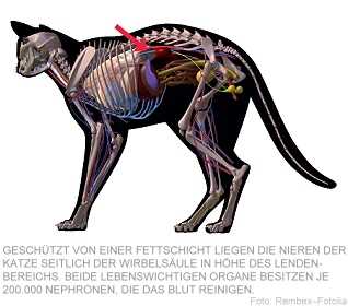 Die Anatomie der Nieren bei Katzen