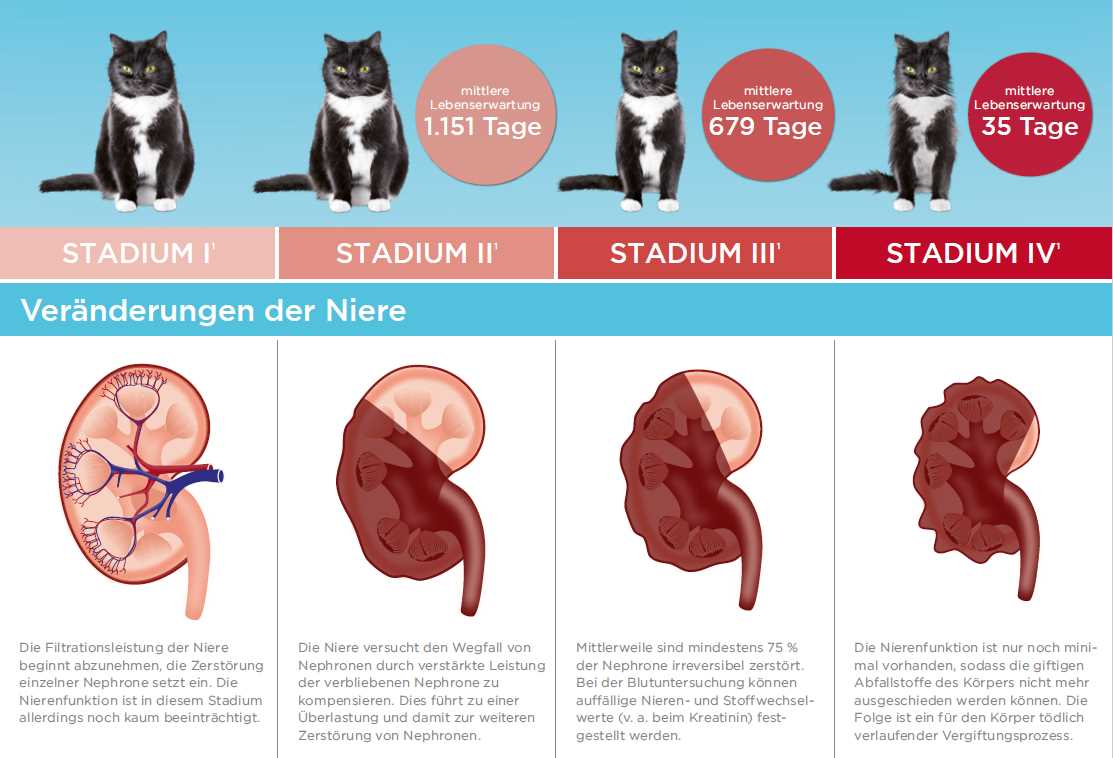 Die häufigsten Nierenprobleme bei Katzen