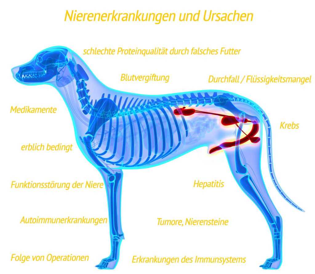 Nierenbecken und Harnleiter