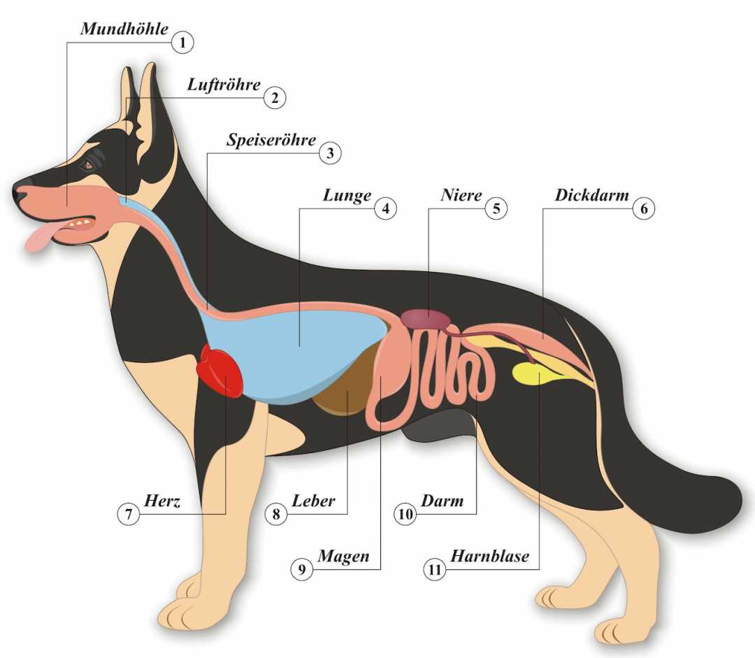 Wo sitzen die Nieren beim Hund? – Alles, was du wissen musst