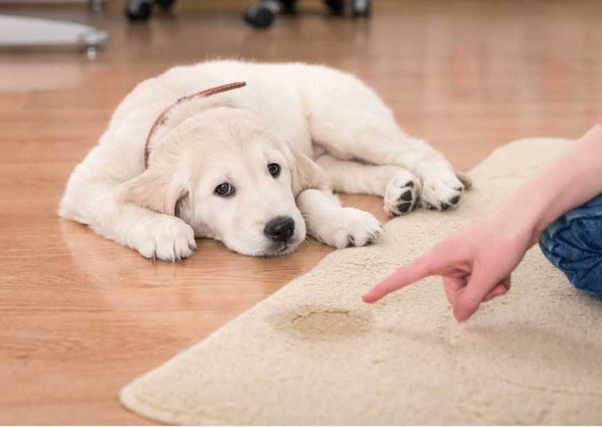 Die Funktion der Nieren beim Hund