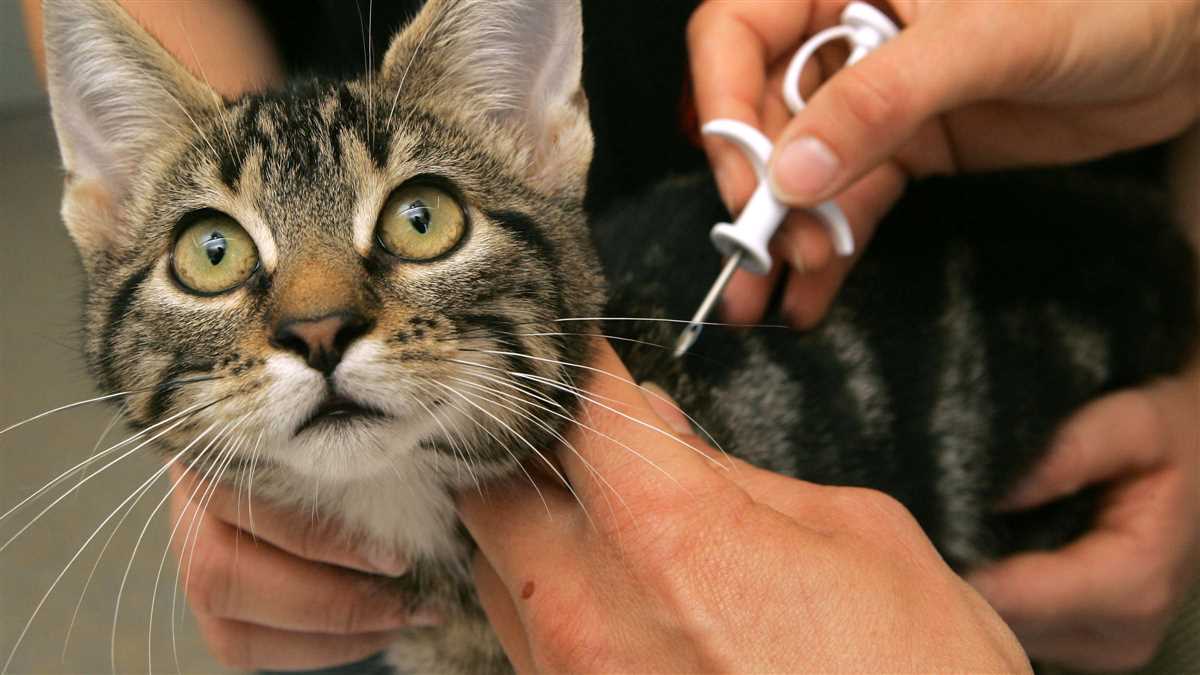 Wo sitzt der Chip bei Katzen? Erfahren Sie mehr über die Platzierung des Mikrochips