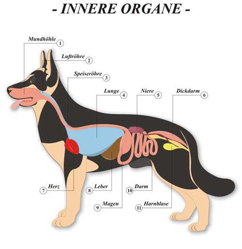 Symptome von Lebererkrankungen bei Hunden