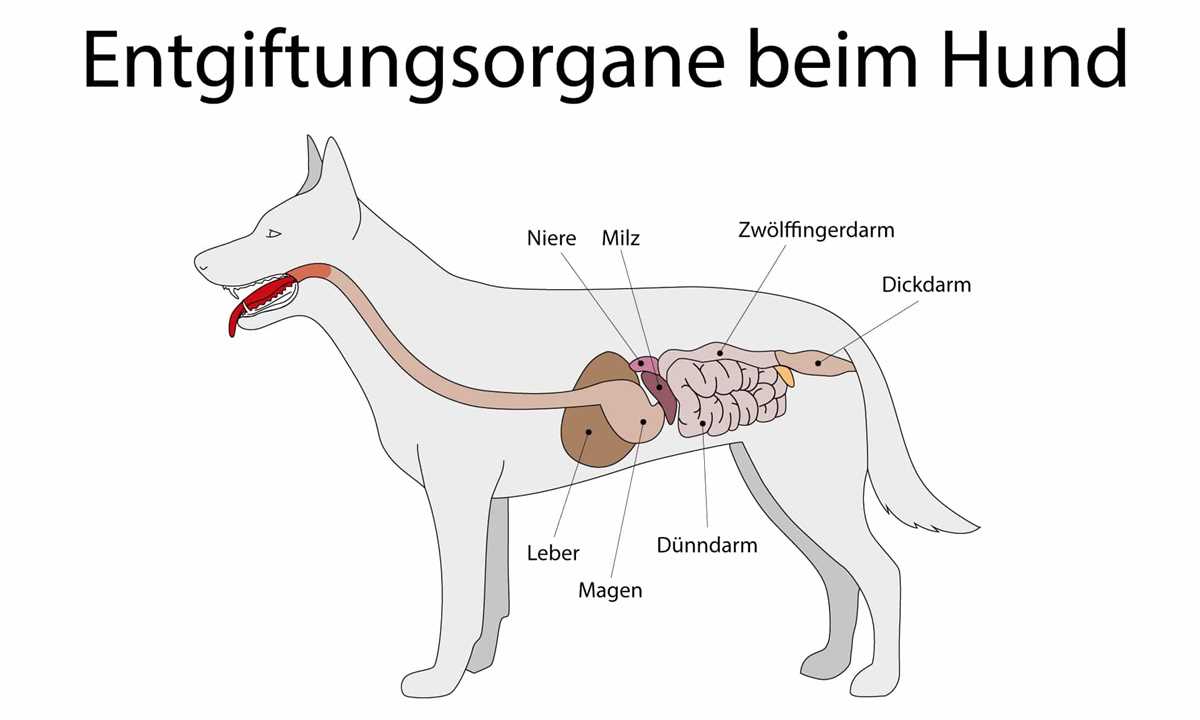 Die Bedeutung einer gesunden Leber für die Gesundheit des Hundes