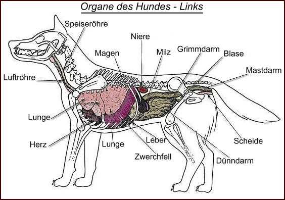 Die Wirkung der Leber auf den Stoffwechsel des Hundes